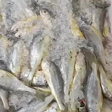 小黄花鱼6-8只每斤3斤装