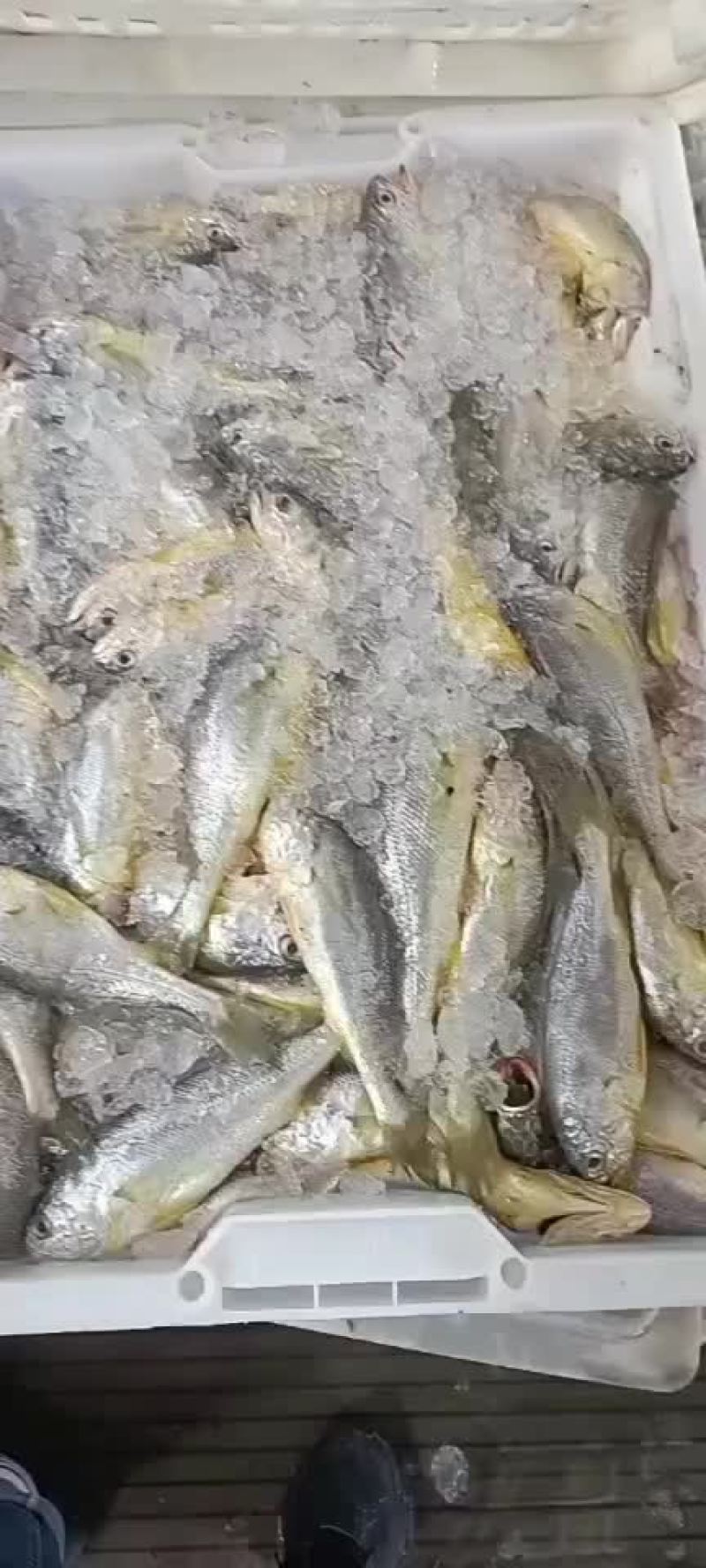 小黄花鱼6-8只每斤3斤装