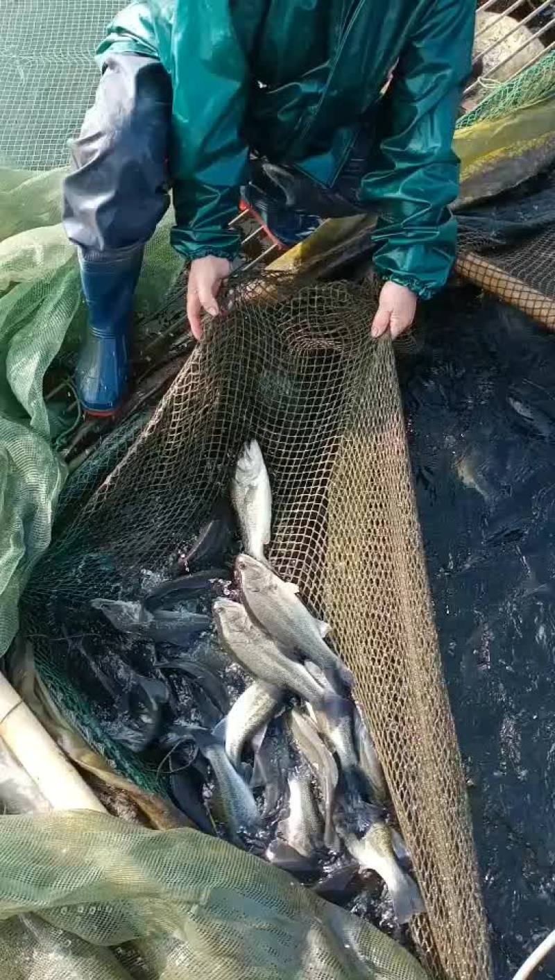 优质水库成品鲈鱼大批量批发