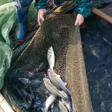 优质水库成品鲈鱼大批量批发