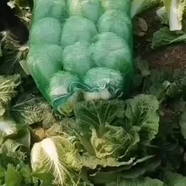 白菜处理，电话联系