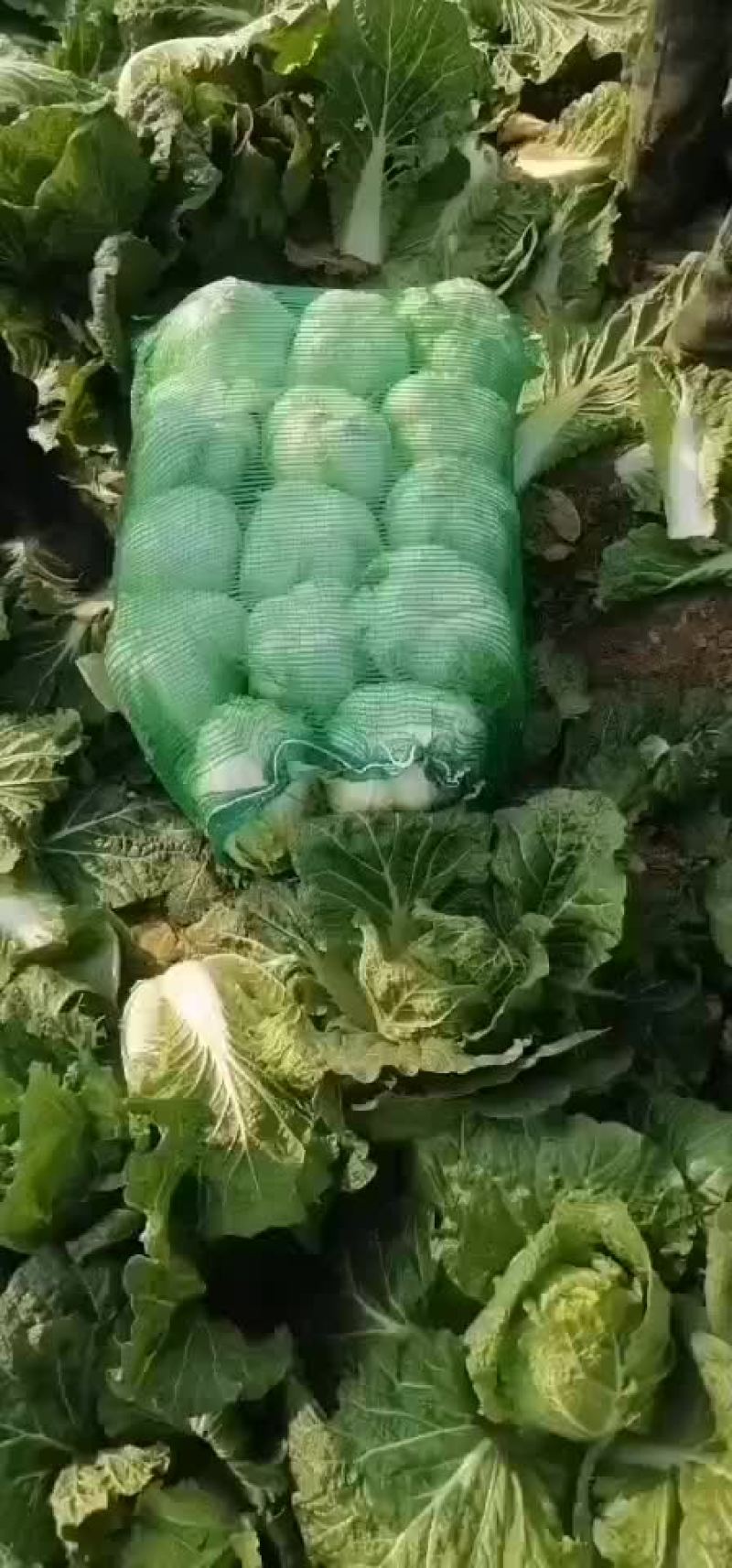白菜处理，电话联系