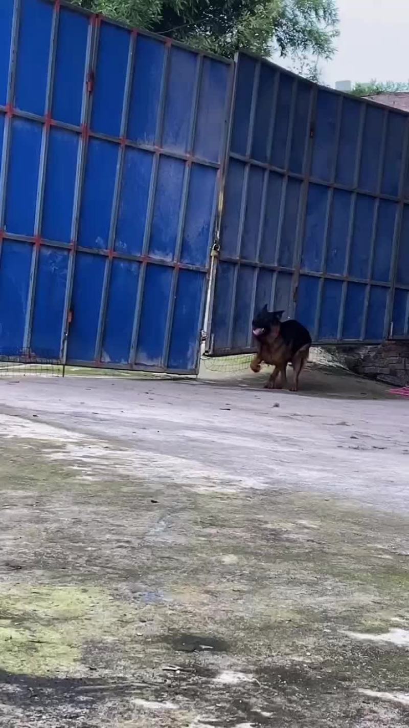 德牧