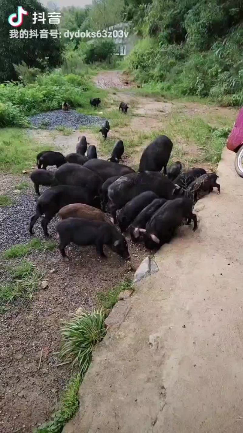 野香猪