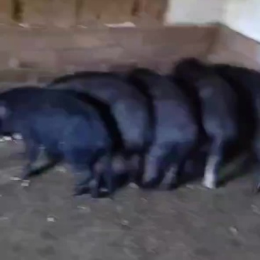 野香猪