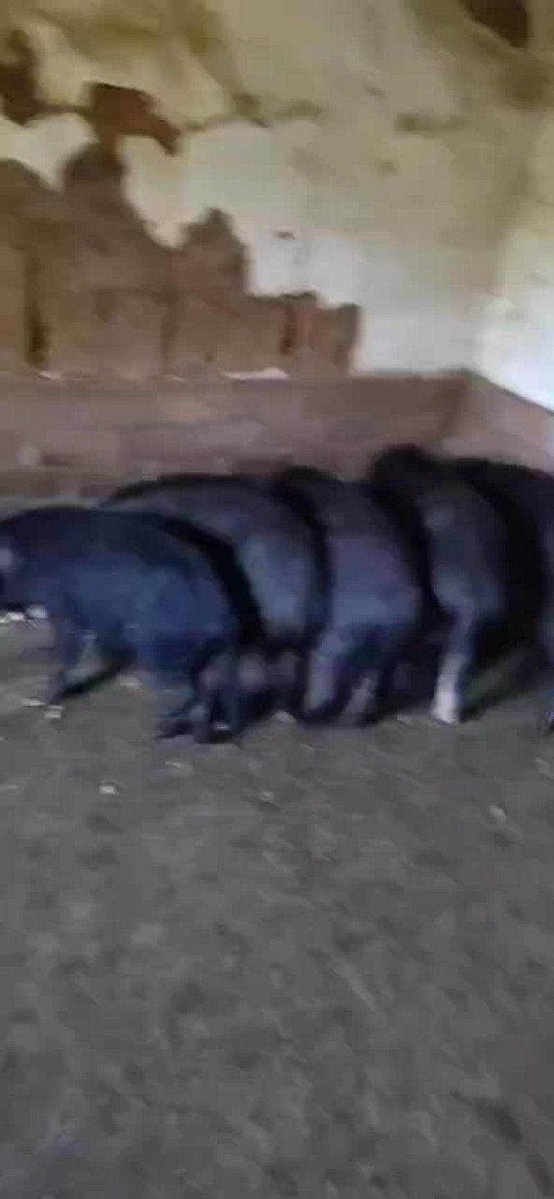 野香猪
