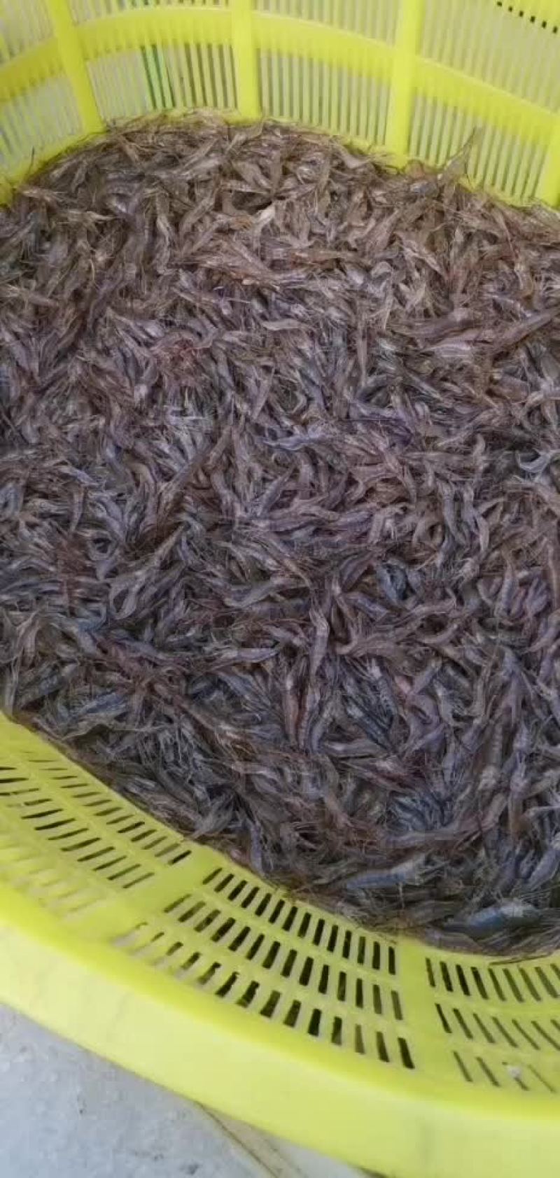 广西河虾