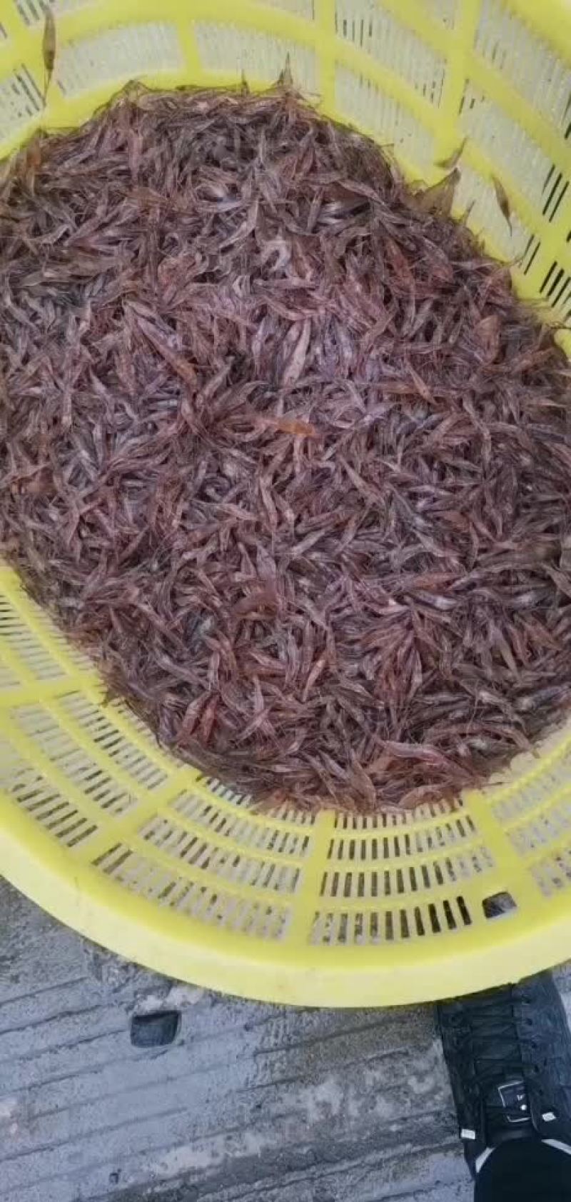 广西河虾