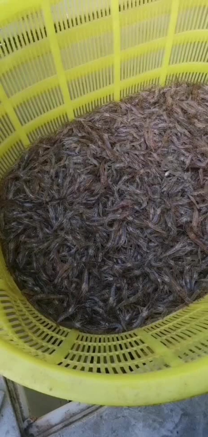 广西河虾
