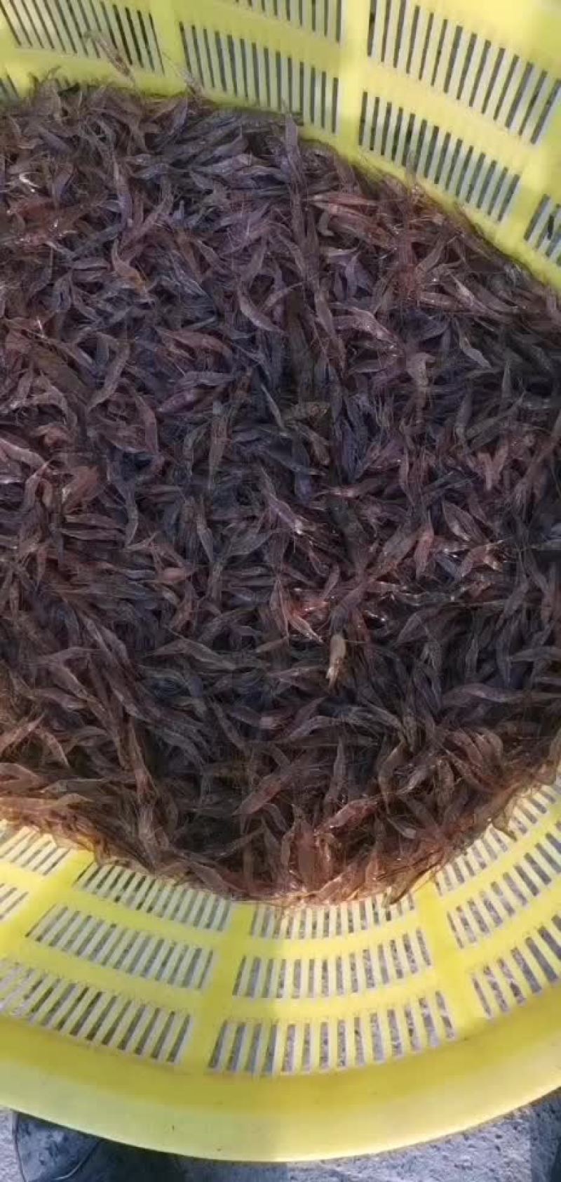 广西河虾