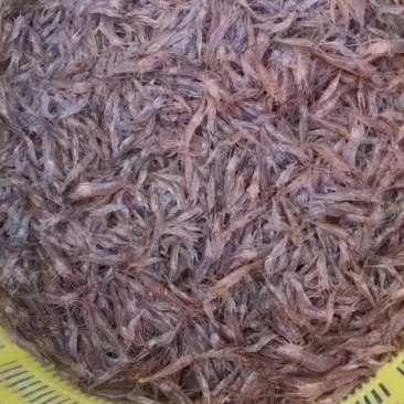 广西河虾