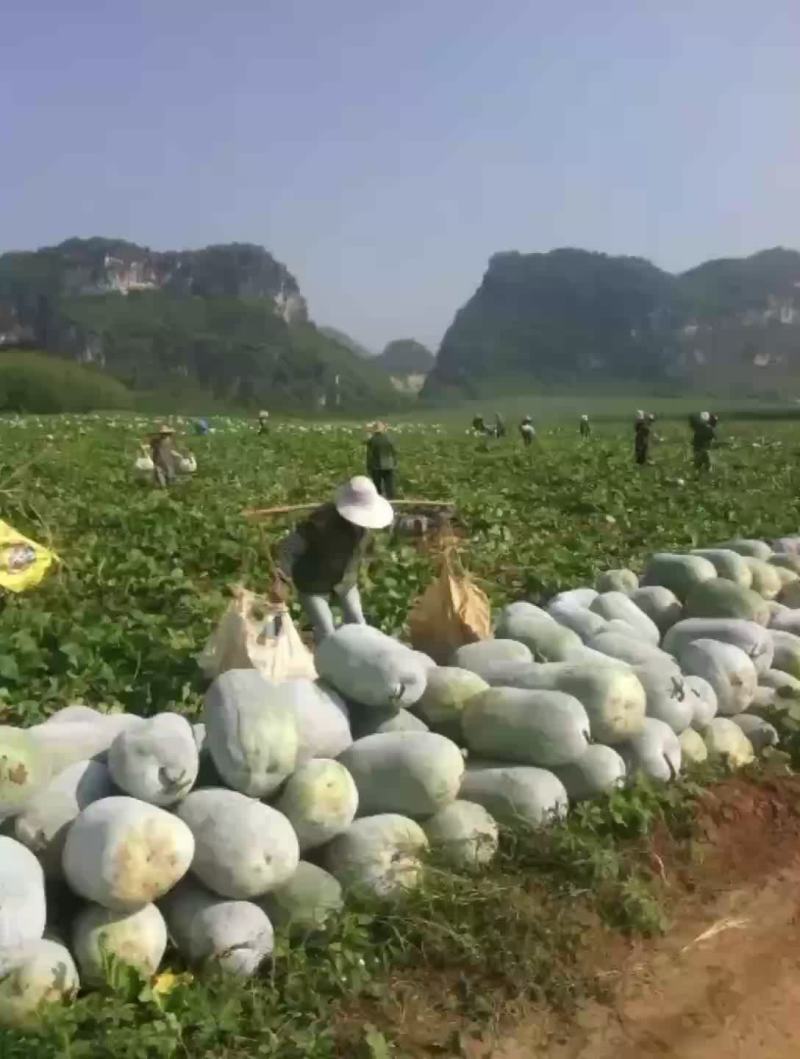 白皮冬瓜