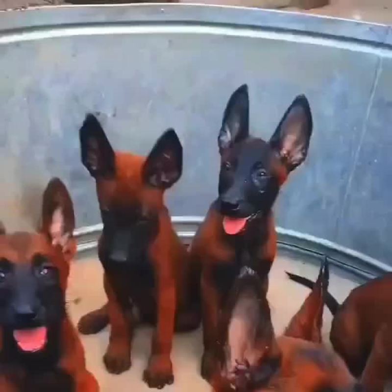 双系统爆红马犬