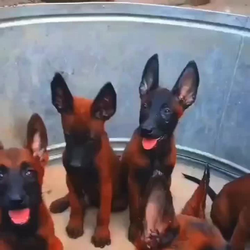 双系统爆红马犬
