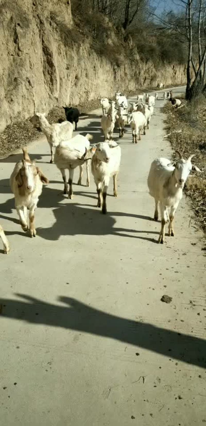 好山羊大量上市