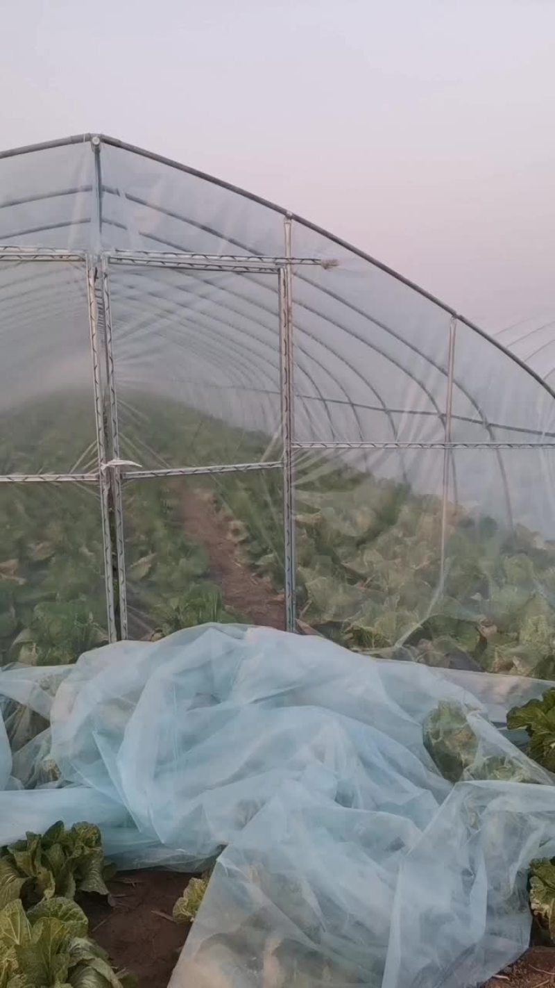 大白菜
