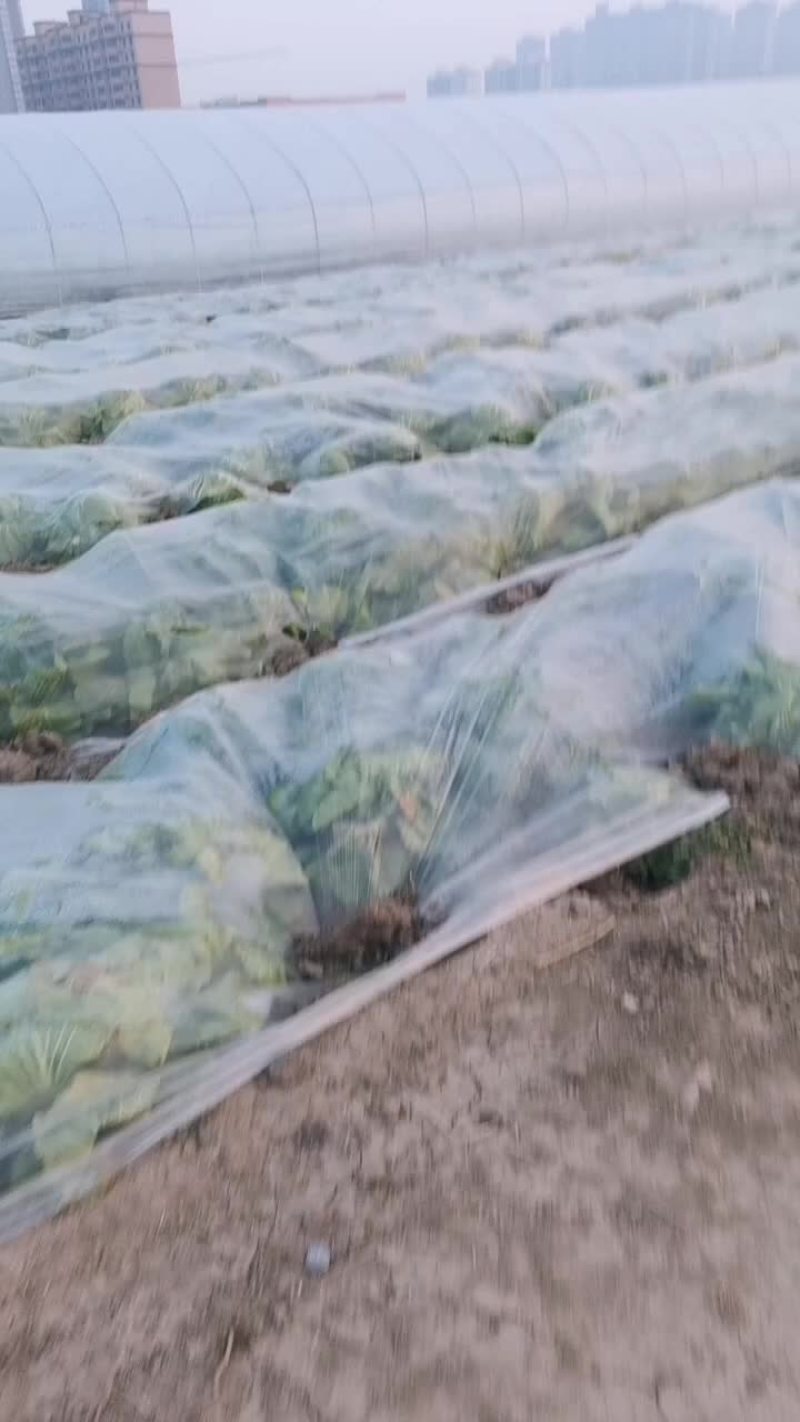 大白菜