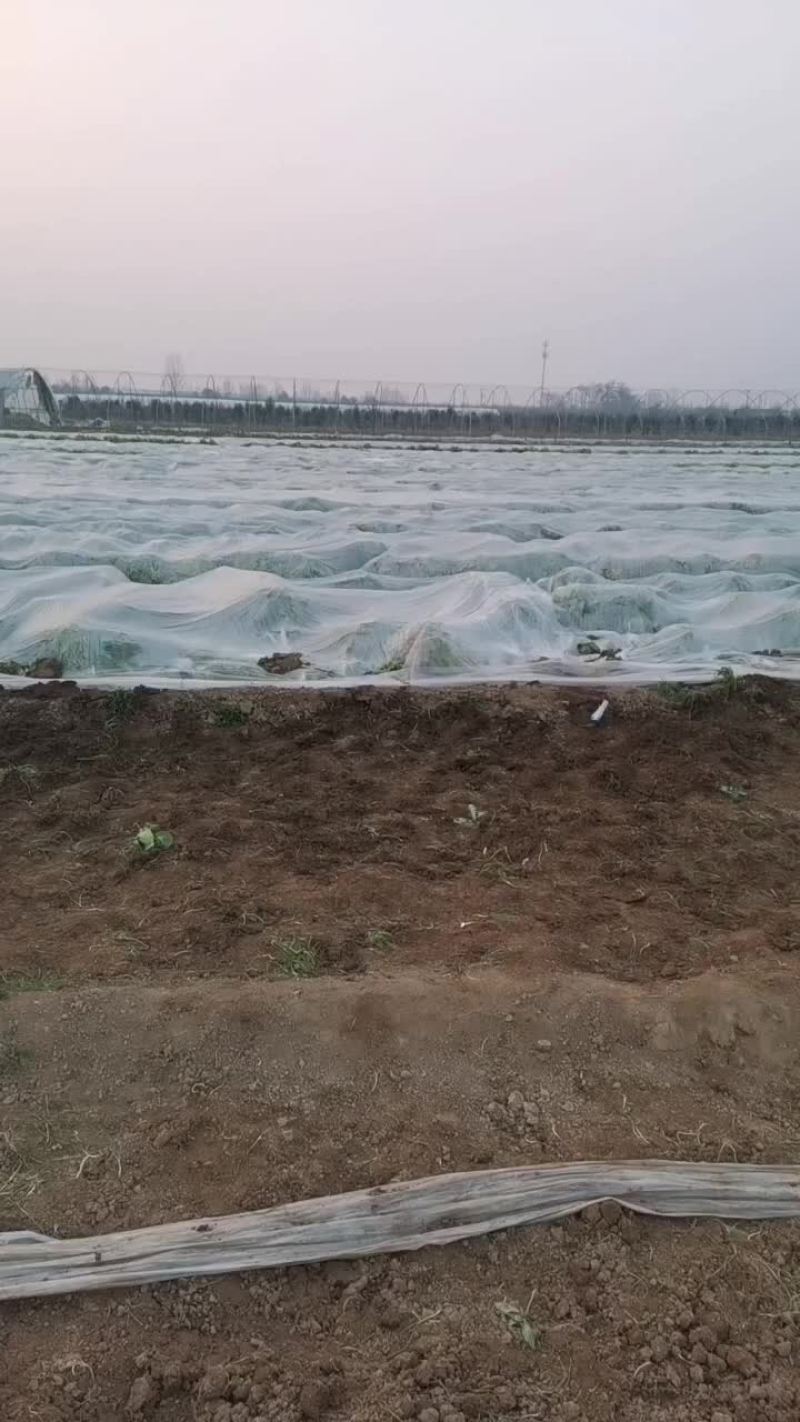 大白菜