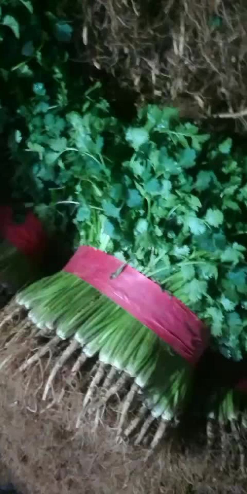 香菜