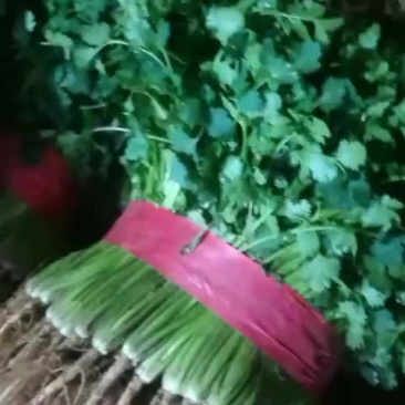 香菜