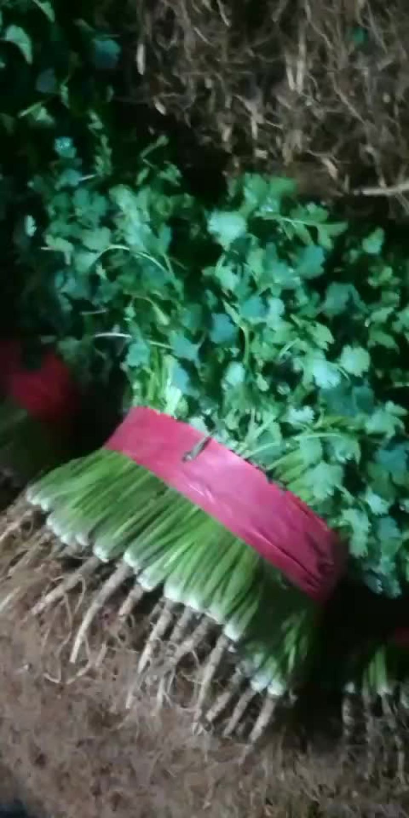 香菜