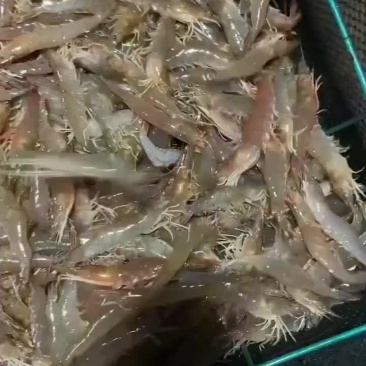 南美白对虾
