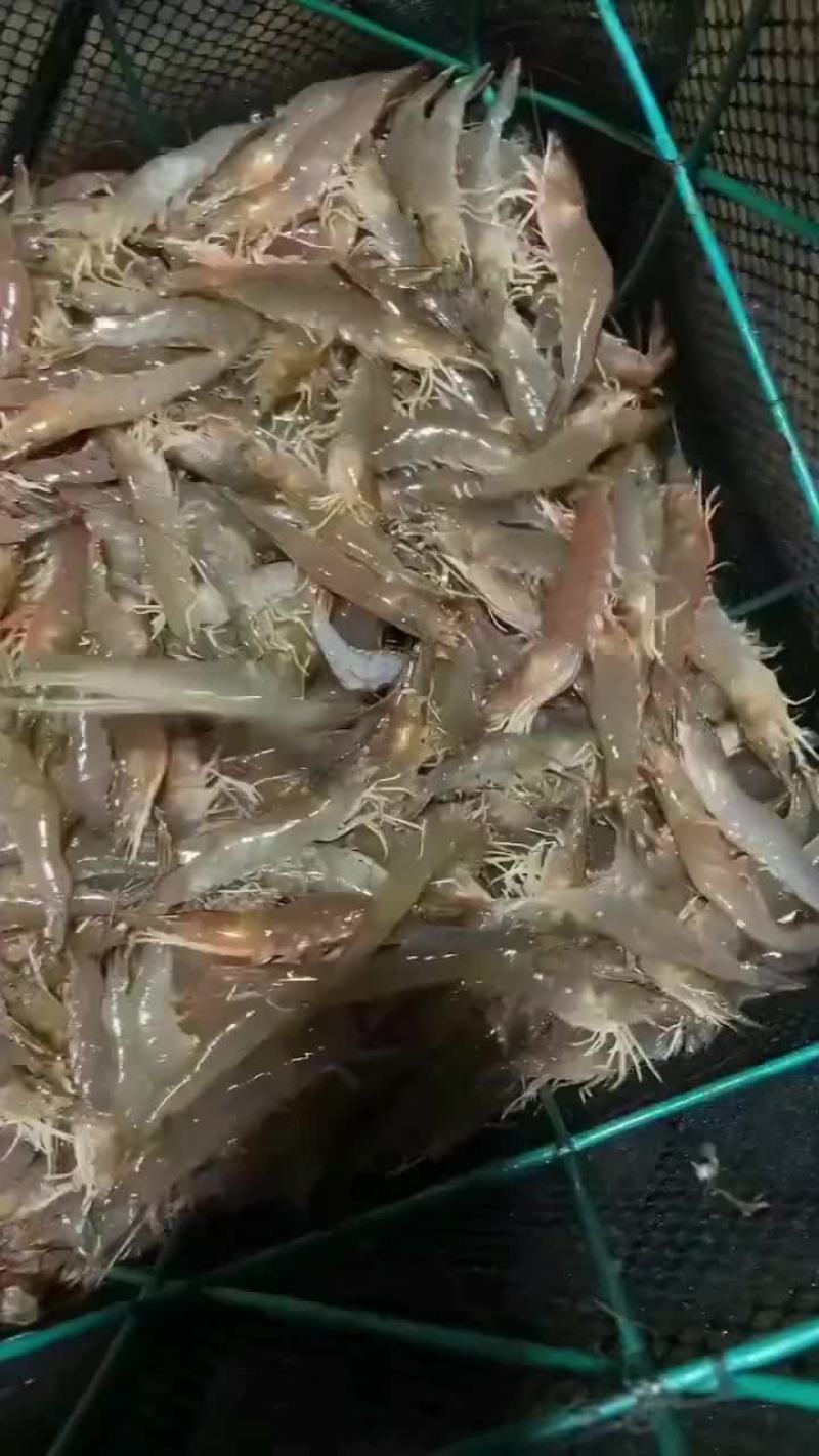南美白对虾