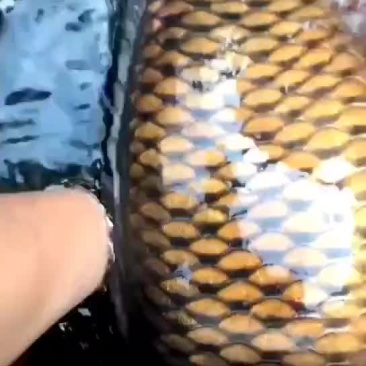 水库巨鲤