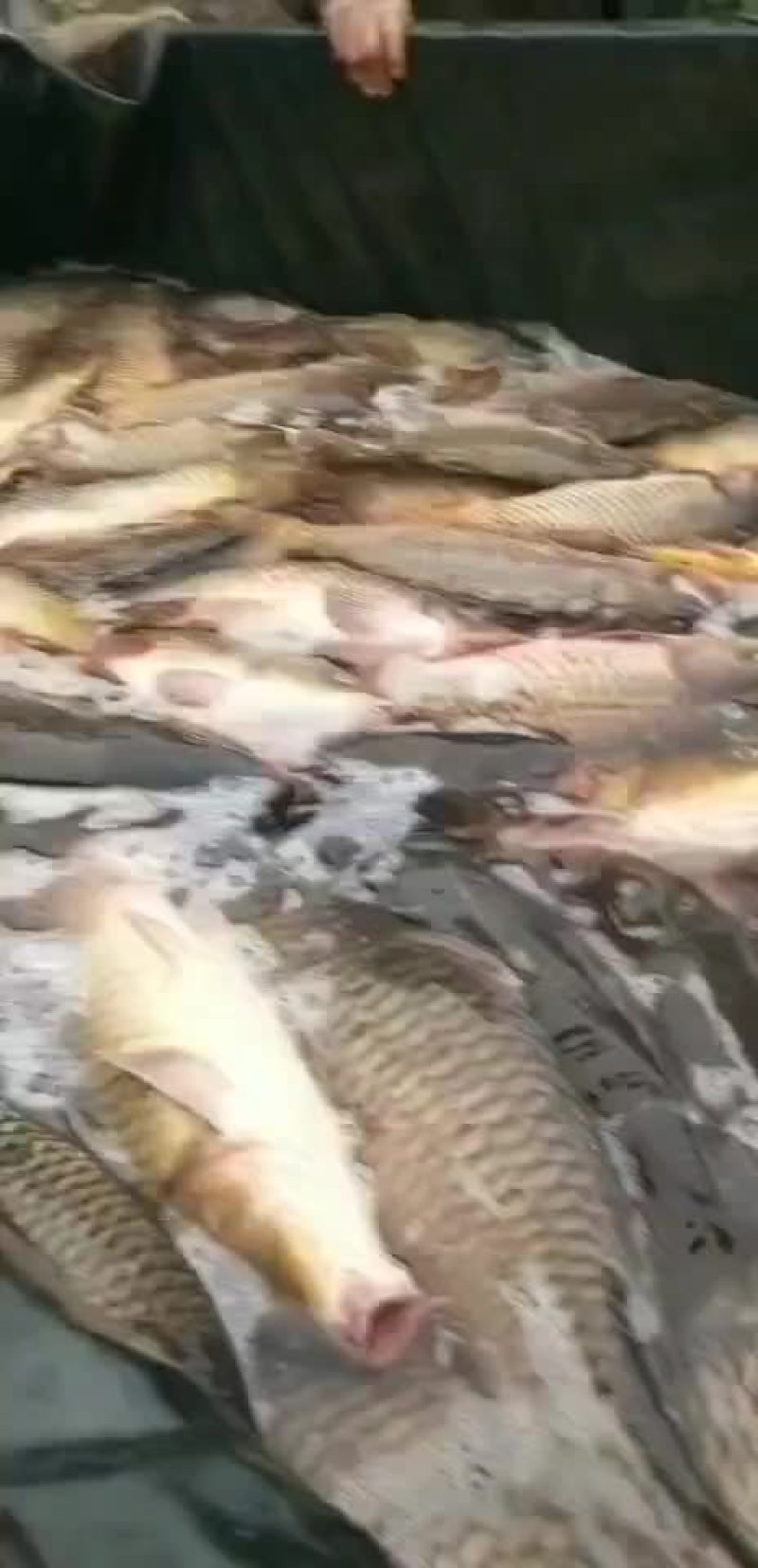 水库巨鲤