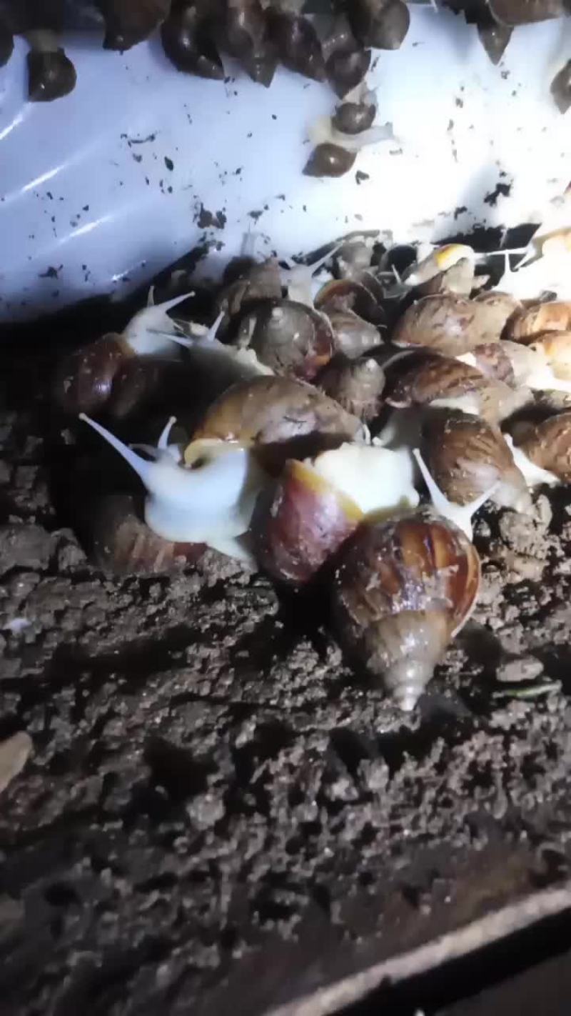 白玉蜗牛