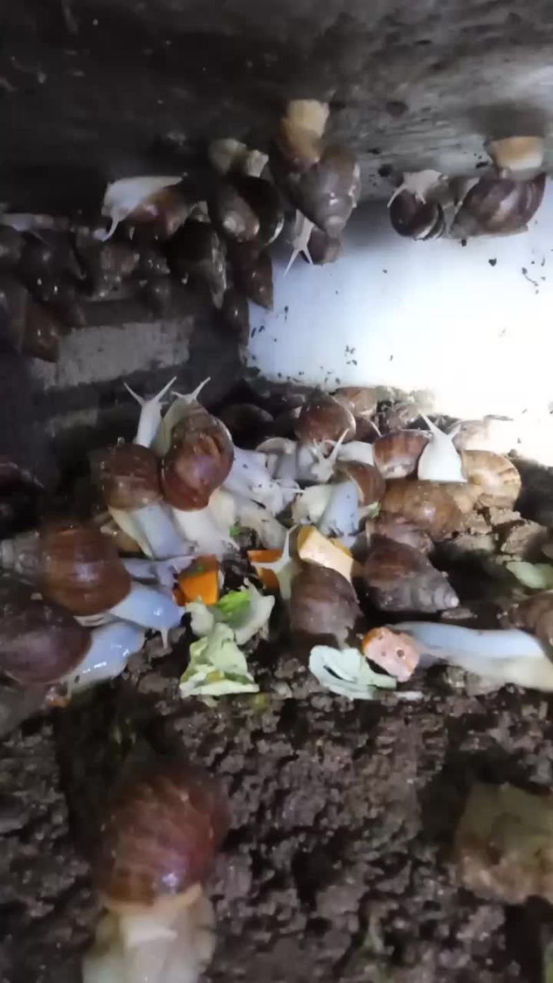 白玉蜗牛