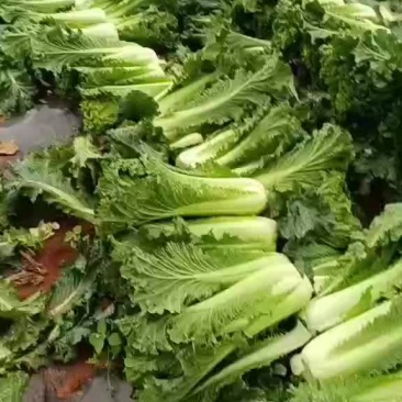 麻叶青秋绿60长期有货