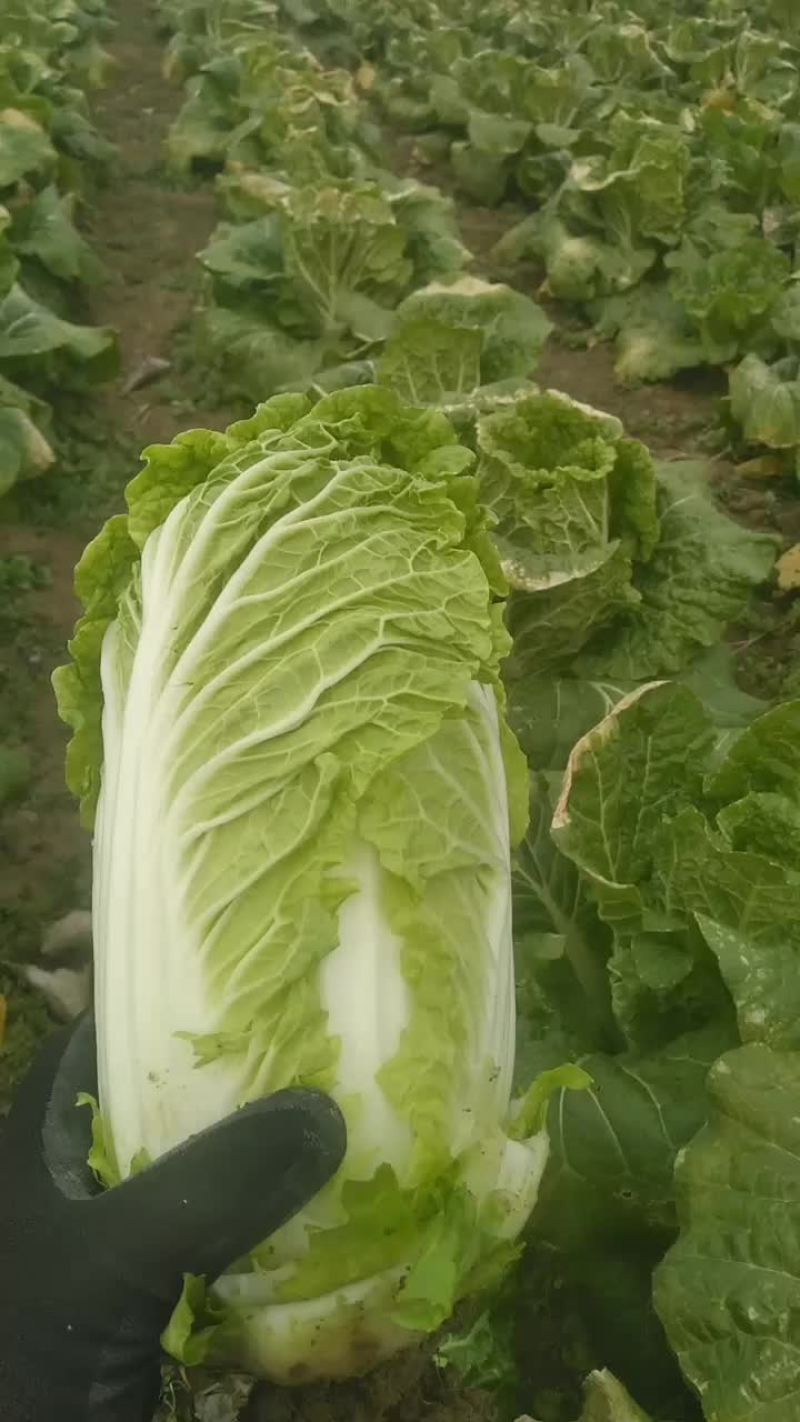 娃娃菜，自产自消