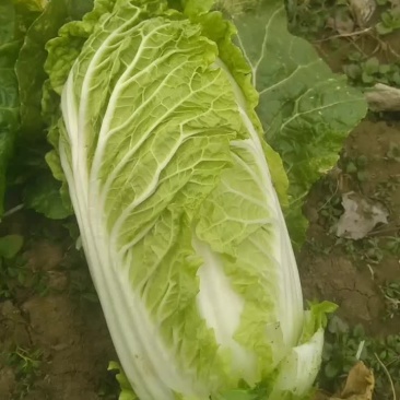 娃娃菜，自产自消