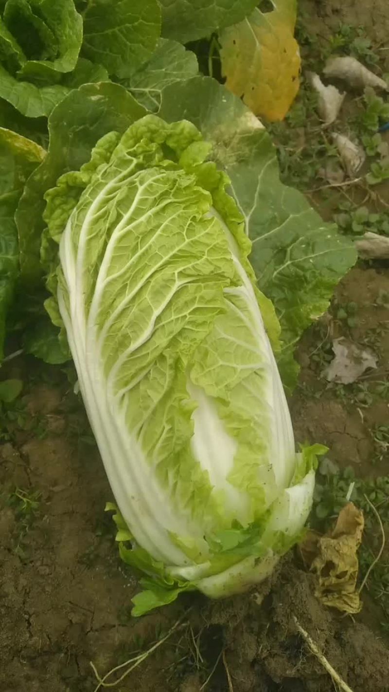 娃娃菜，自产自消