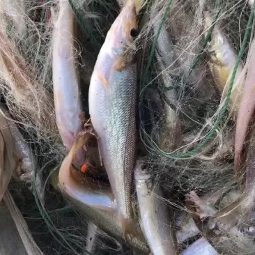 海鲜