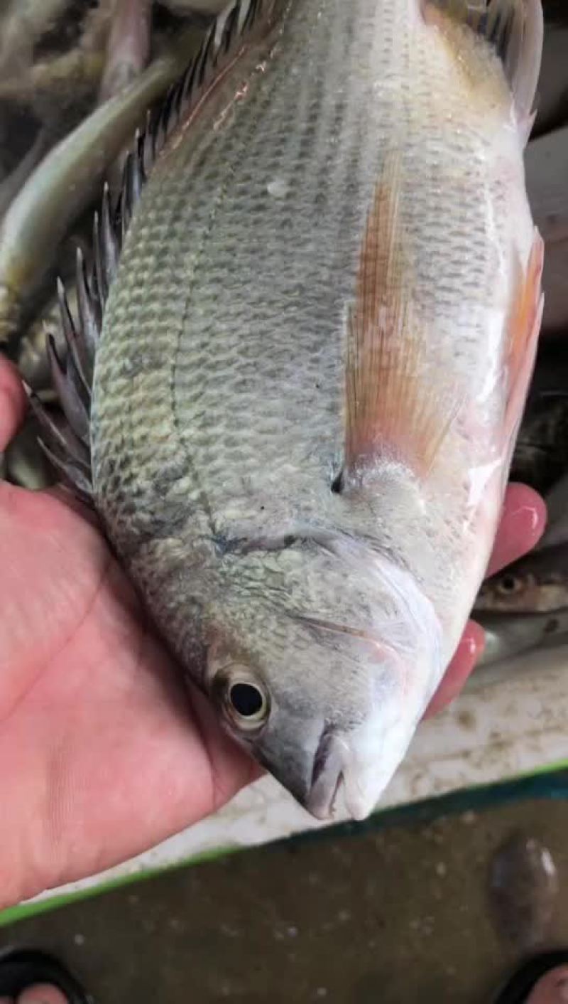 海鲜