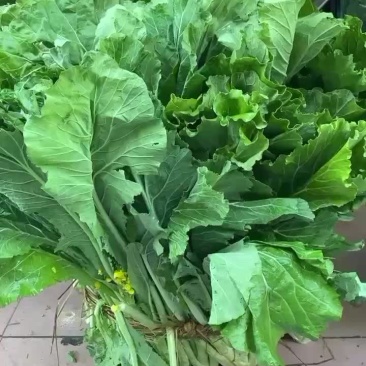 增城迟菜心