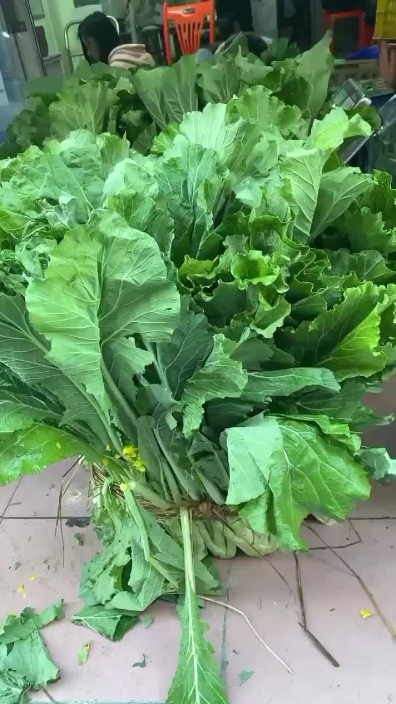 增城迟菜心