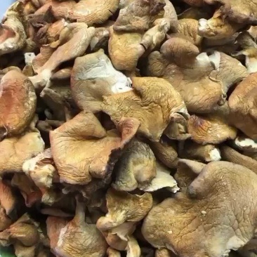 元蘑也叫黄蘑，大块整齐，干净不碎，颜色黄