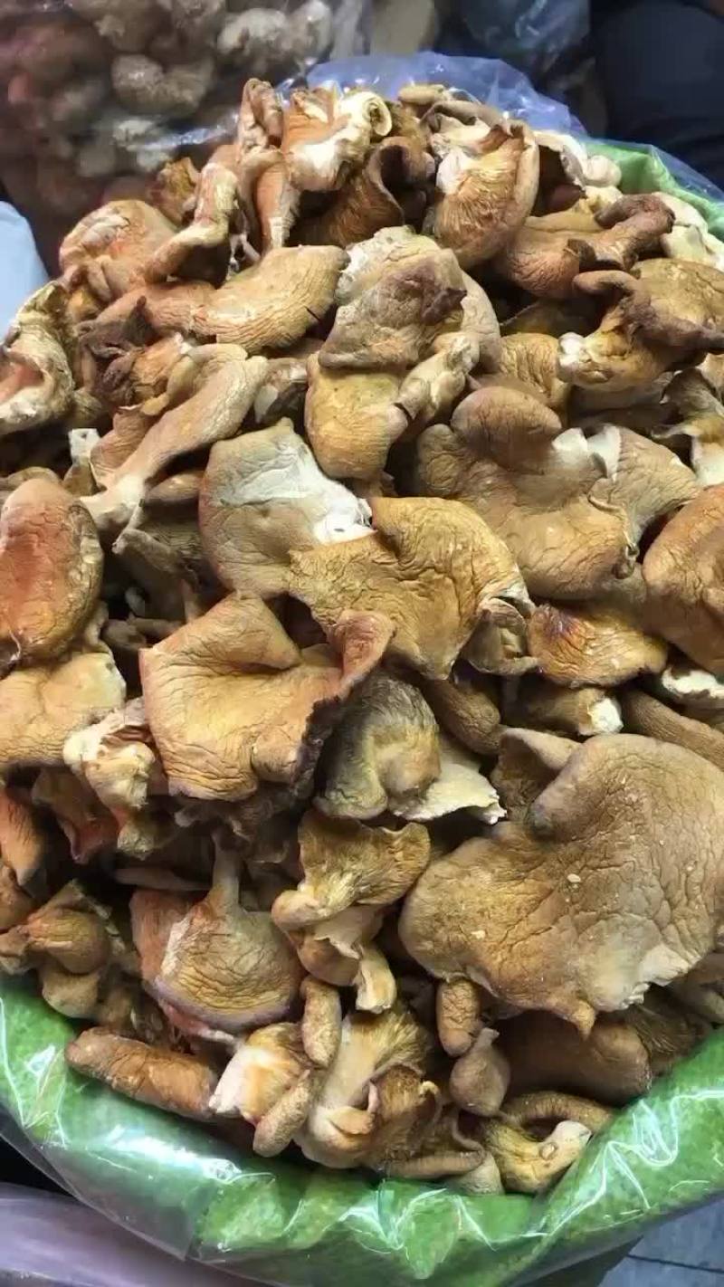 元蘑也叫黄蘑，大块整齐，干净不碎，颜色黄