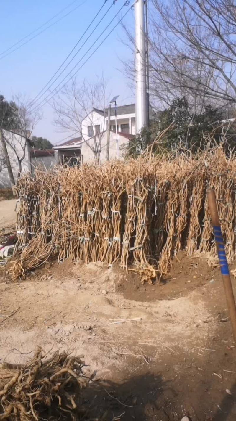 凌霄花