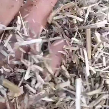 花生秧
