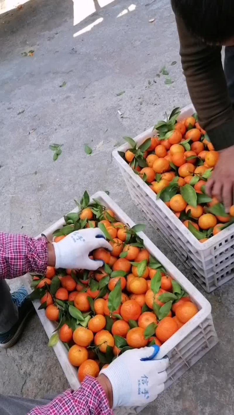 广东沙糖桔