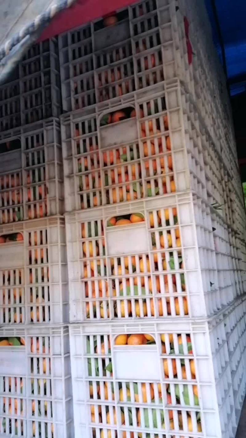 广东沙糖桔