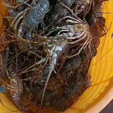 小青龙