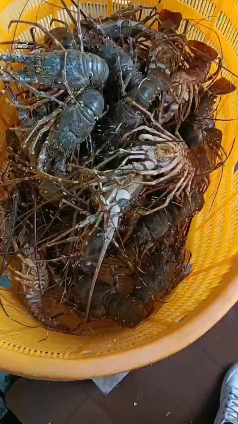 小青龙