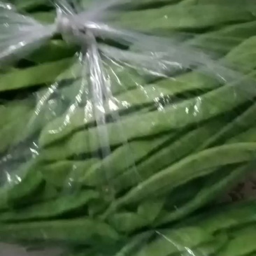 扁青芸豆产地直供货源充足欢迎新老客户咨询采购