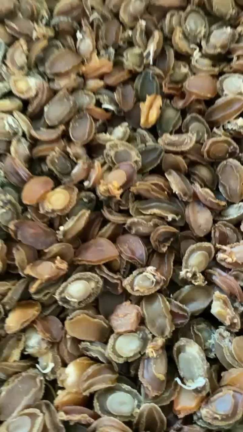 100头大连鲍鱼