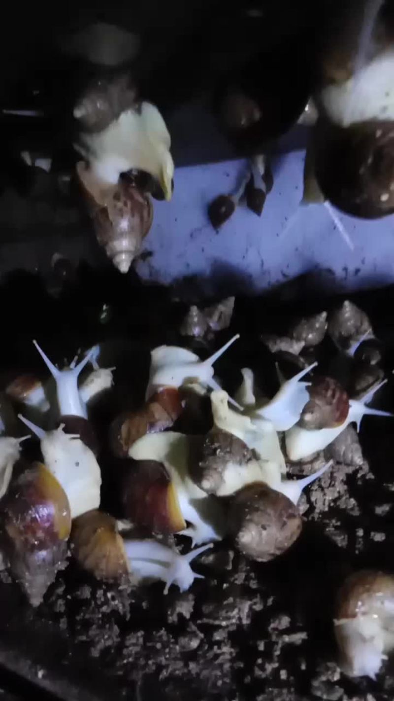 白玉蜗牛